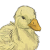 The third duck companion in the series. +2 Mood every 30 minutes