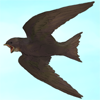 A lonely flock of swifts. +2 Health every 30 minutes A lonely flock of swifts. +2 Health every 30 minutes