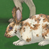 This long eared friend ensures maximum litter amounts for your dogs. Must be equipped to female BEFORE accepting stud request, will not work if equipped after female is pregnant. This long eared friend ensures maximum litter amounts for your dogs. Must be equipped to female BEFORE accepting stud request, will not work if equipped after female is pregnant.